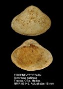 EOCENE-YPRESIAN Bicorbula gallicula